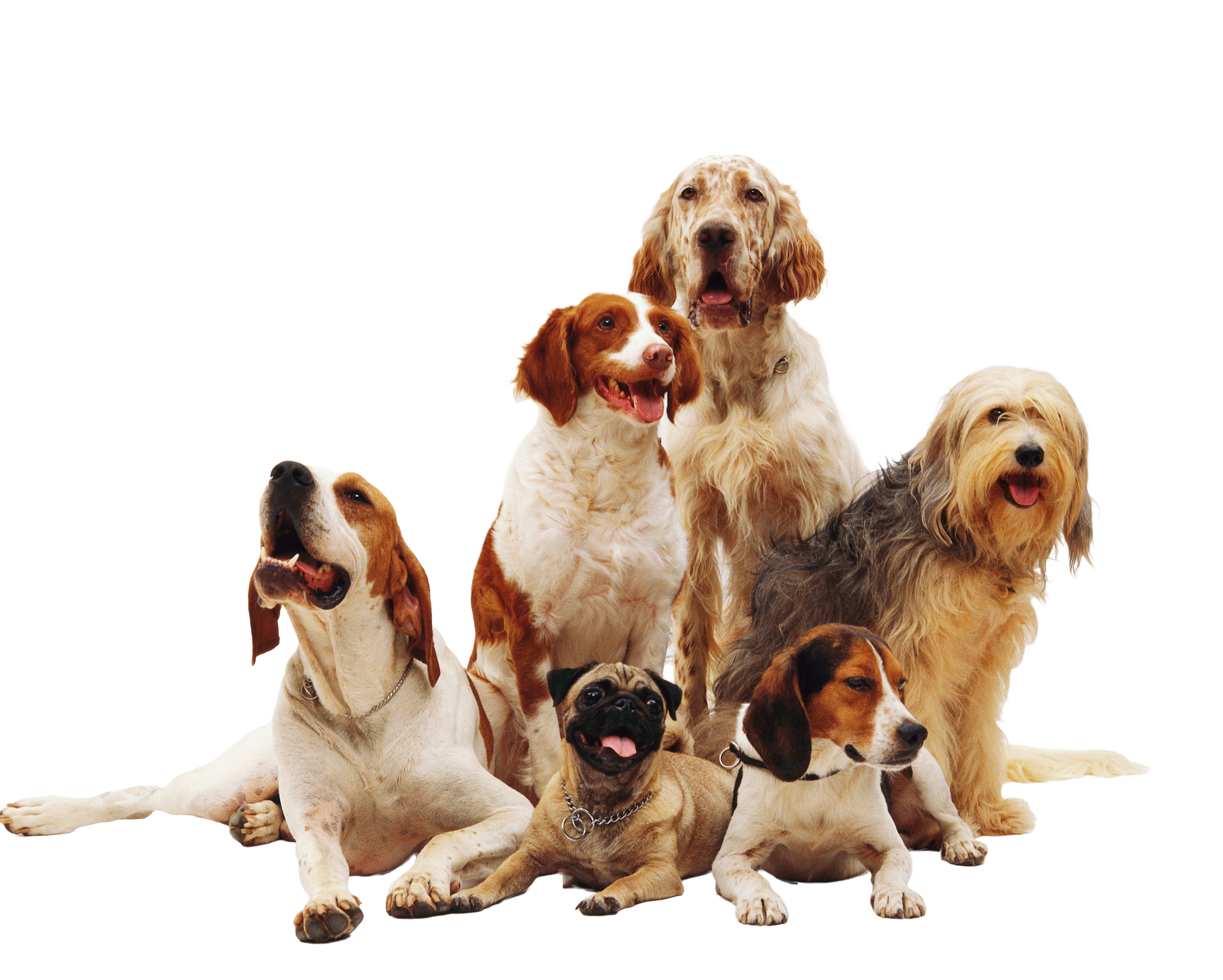 PetsDate App - Interface Preview